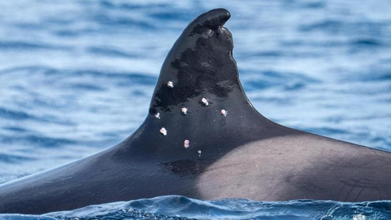 Dieci fori di proiettile sulla pinna dell’orca. A Gibilterra è battaglia fra cetacei e naviganti