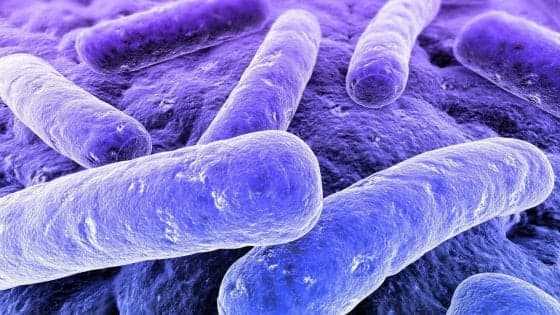 Il trapianto di microbiota è efficace contro l'infezione da batterio resistente