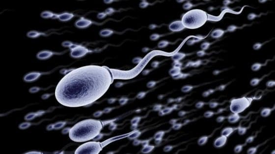 Anche il clima sempre più caldo minaccia la fertilità maschile
