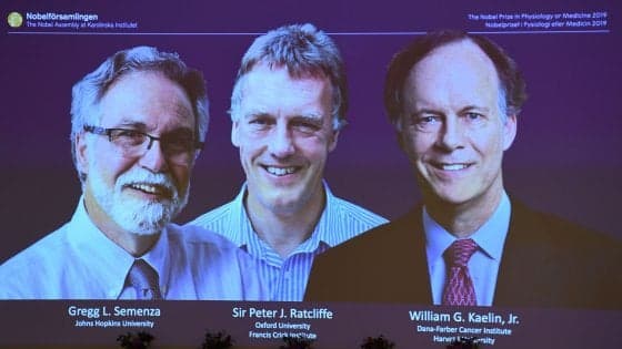 Nobel per la Medicina a William Kaelin, Peter Ratcliffe e Gregg Semenza. Studiano come le cellule reagiscono alla carenza di ossigeno