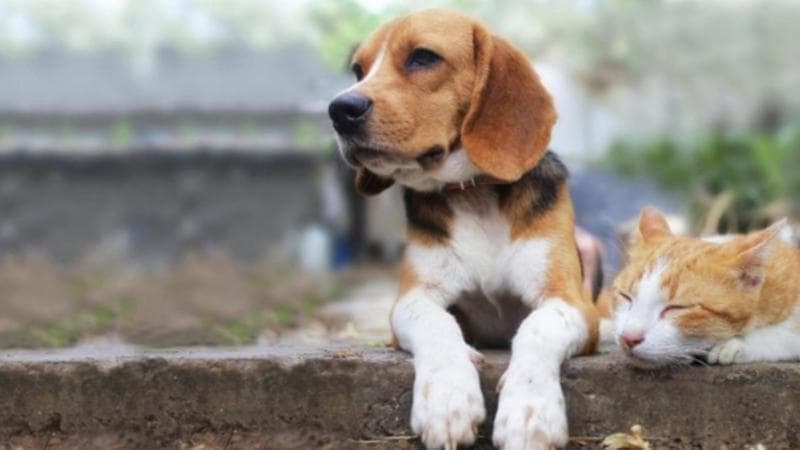 A Venezia cani, gatti e conigli sepolti con i proprietari. Ma è possibile anche in altre città