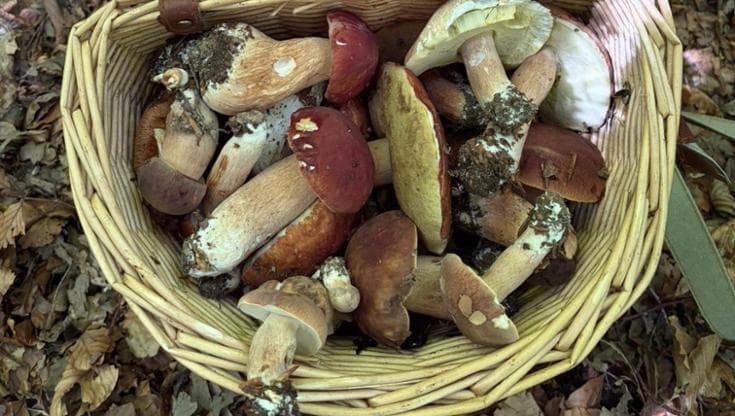 Porcini boom in Liguria, effetto del clima: in Valtrebbia una famiglia ne raccoglie 50 chili