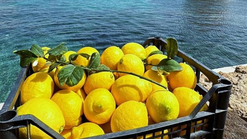 Slow Food incorona il limone della piana di Bagheria