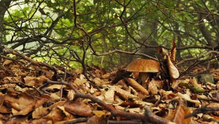 Funghi, è assalto ai boschi. Il sindaco di Pigna: “Non sono supermarket, devastati con i rastrelli”