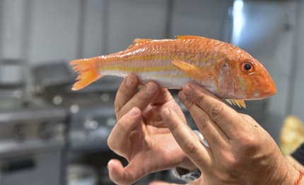 Slow Fish 2025, un mare di cose al Porto Antico di Genova dall’8 all’11 maggio