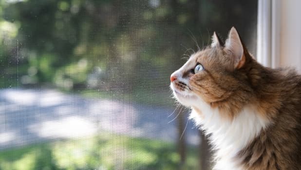 I gatti liberi di entrare e uscire da casa portano più malattie, anche gravi: ecco quali