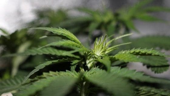 Dieci cose da sapere sulla cannabis terapeutica