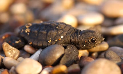 Il 16 giugno è il World Sea Turtle Day
