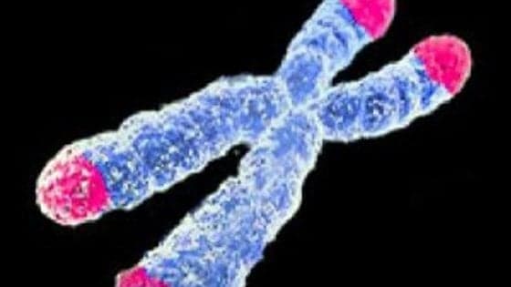 Più sani e longevi i topi con cromosomi anti-invecchiamento