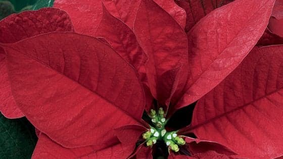 Lotta ai tumori, tornano nelle piazze italiane le Stelle di Natale Ail