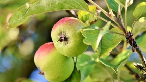 Non una soltanto, servono due mele al giorno per togliere il medico di torno