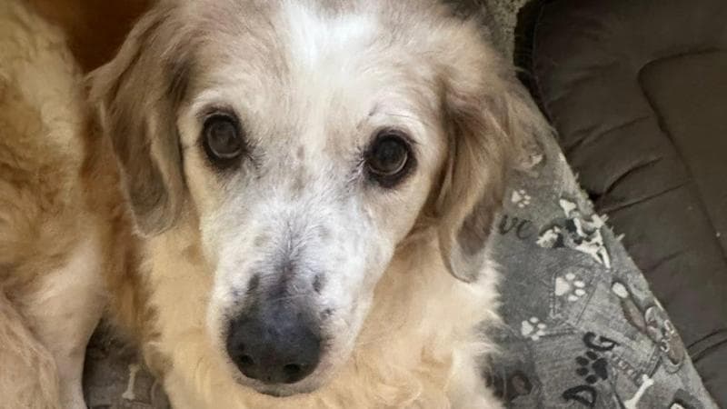 La Giornata mondiale del cane, la felicità non ha una data di scadenza
