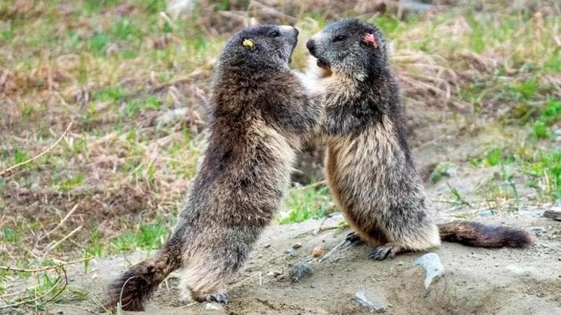 Marmotte che non giocano, caprioli notturni e lupi nel fango: gli effetti dell’afa sugli animali