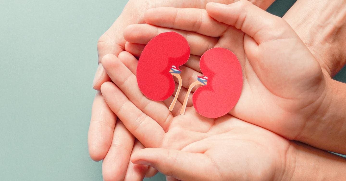 Giornata mondiale del rene: screening e visite gratuite in tutta Italia