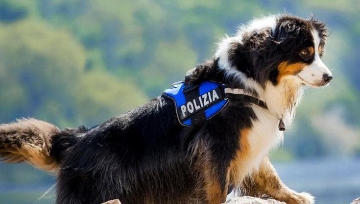 Morto Night Spirit, il cane poliziotto eroe del ponte Morandi
