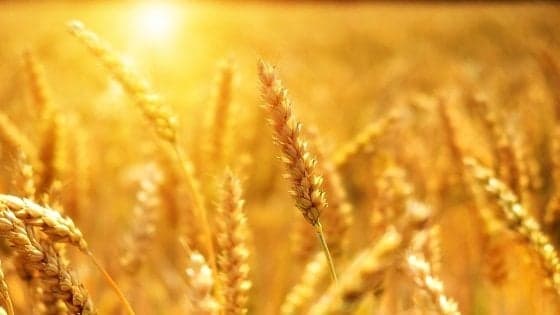 Celiachia: i grani antichi non sono migliori di quelli moderni