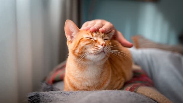 I bambini con l'asma possono avere un gatto? Lo studio che "assolve" i felini