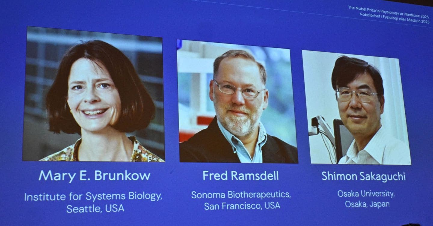 Nobel per la medicina a Brunkow, Ramsdell e Sakaguchi per gli studi sul sistema immunitario
