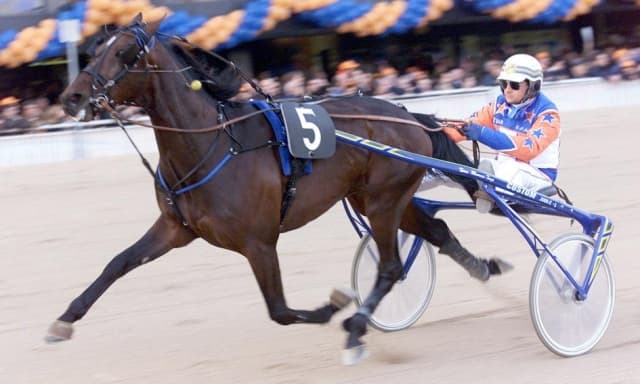 Morto Varenne, cavallo leggendario: il miglior trottatore di tutti i tempi aveva 31 anni
