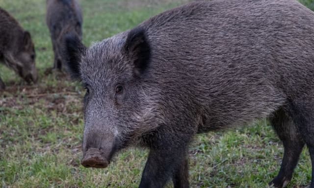 Incidente con cinghiale: chi paga i danni e come farsi risarcire