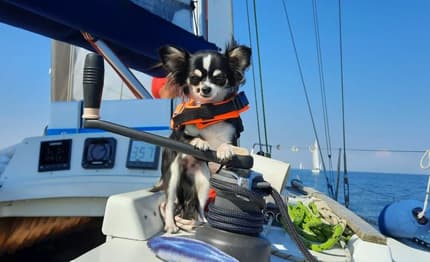 Sottomarina: protagonisti i "Marinai a 4 Zampe"