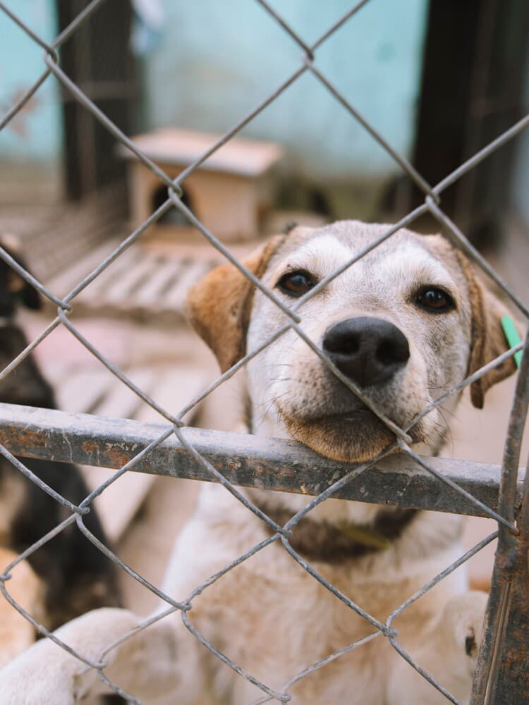 “Un cane non è un giocattolo”. Parola di Simona Izzo, Alba Parietti e Oipa 