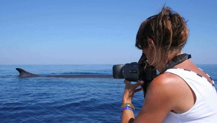 Boom di avvistamenti di balenottere e capodogli in Liguria: “Condizioni meteo marine eccezionali”