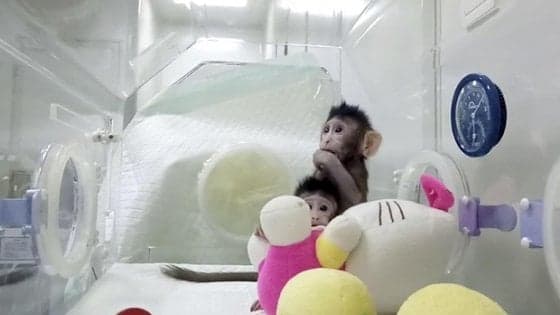 Modificate geneticamente per diventare insonni e poi clonate: 5 scimmie nate in Cina