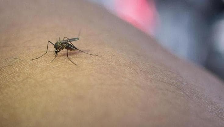 West Nile, primo caso autoctono in Liguria. Bassetti: “Paziente in rianimazione, serve protocollo”