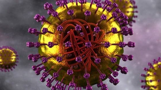 Il morbillo cancella la memoria del sistema immunitario