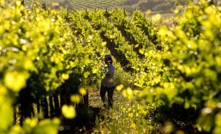 Sicilia: l’enoturismo diventa wine experience e valorizzazione del territorio