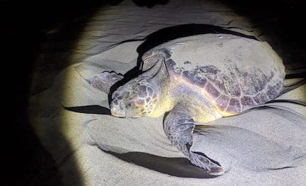 Le tartarughe amano la Sicilia!