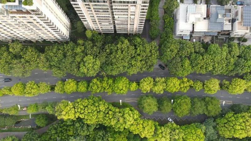 L’onda verde sulle città. Più alberi per ogni abitante: un’oasi di 33 metri quadri