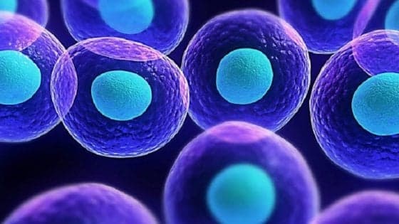Nobel 2019, la lunga strada delle ricerche sul ruolo dell’ossigeno per la salute
