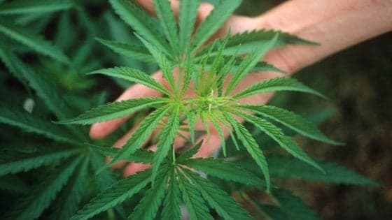 Cannabis, studio dell'Università di Cagliari: "Danneggia il feto come la cocaina e l'alcol"