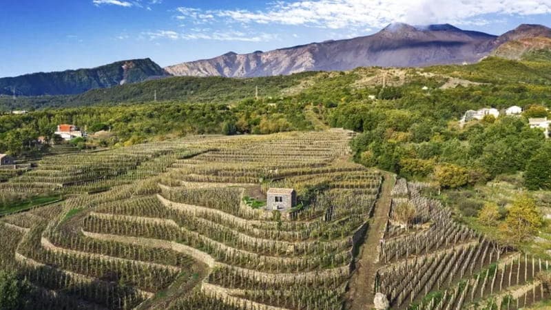 Benanti Viticoltori, il vino dell'Etna che conquista il mondo