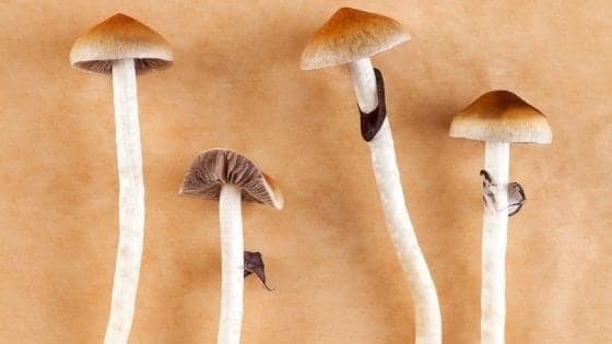 Funghi allucinogeni contro la depressione, ok dai primi test