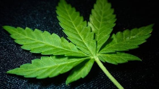 L’abuso di cannabis aumenta i problemi di cuore, già in giovane età